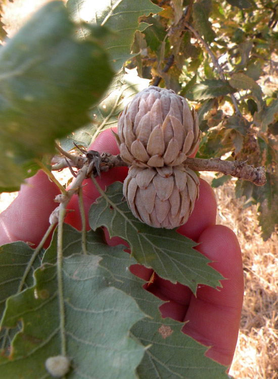 Quercus calliprinos e Quercus macrolepis